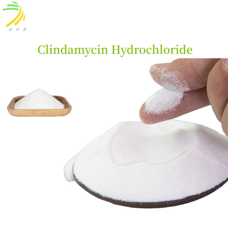CAS 21462-39-5 Antibiotics Powder Clindamycin Hydrochloride With 99% Purity